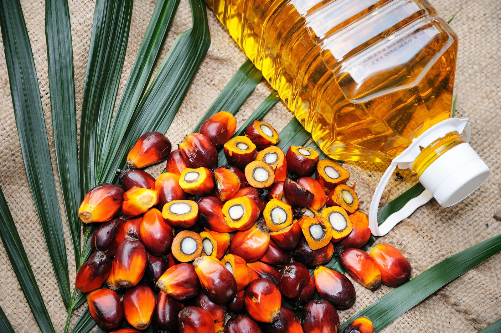 Is Palm Kernel Oil Good For Liver