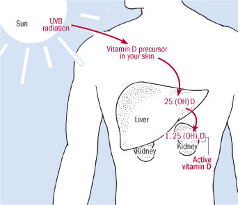 sunlight contains vitamin d