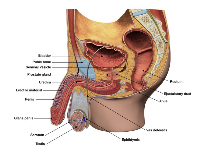 40 Prostate Hyperplasia - Az emberek módszerei a prosztatitis kezelésére krónikus