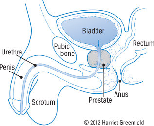 afala a prostatitis alatt