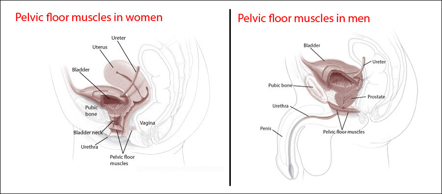 Medical illustrations of pelvic floor muscles for women and men.