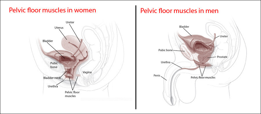 Pelvic floor exercises: The best exercises for men and women