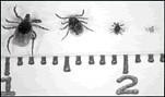 A picture containing text, arthropod, acarine, invertebrate  Description automatically generated