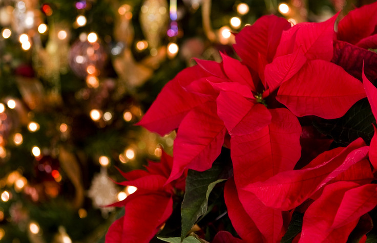Holiday lights twinkling behind red poinsettia plants
