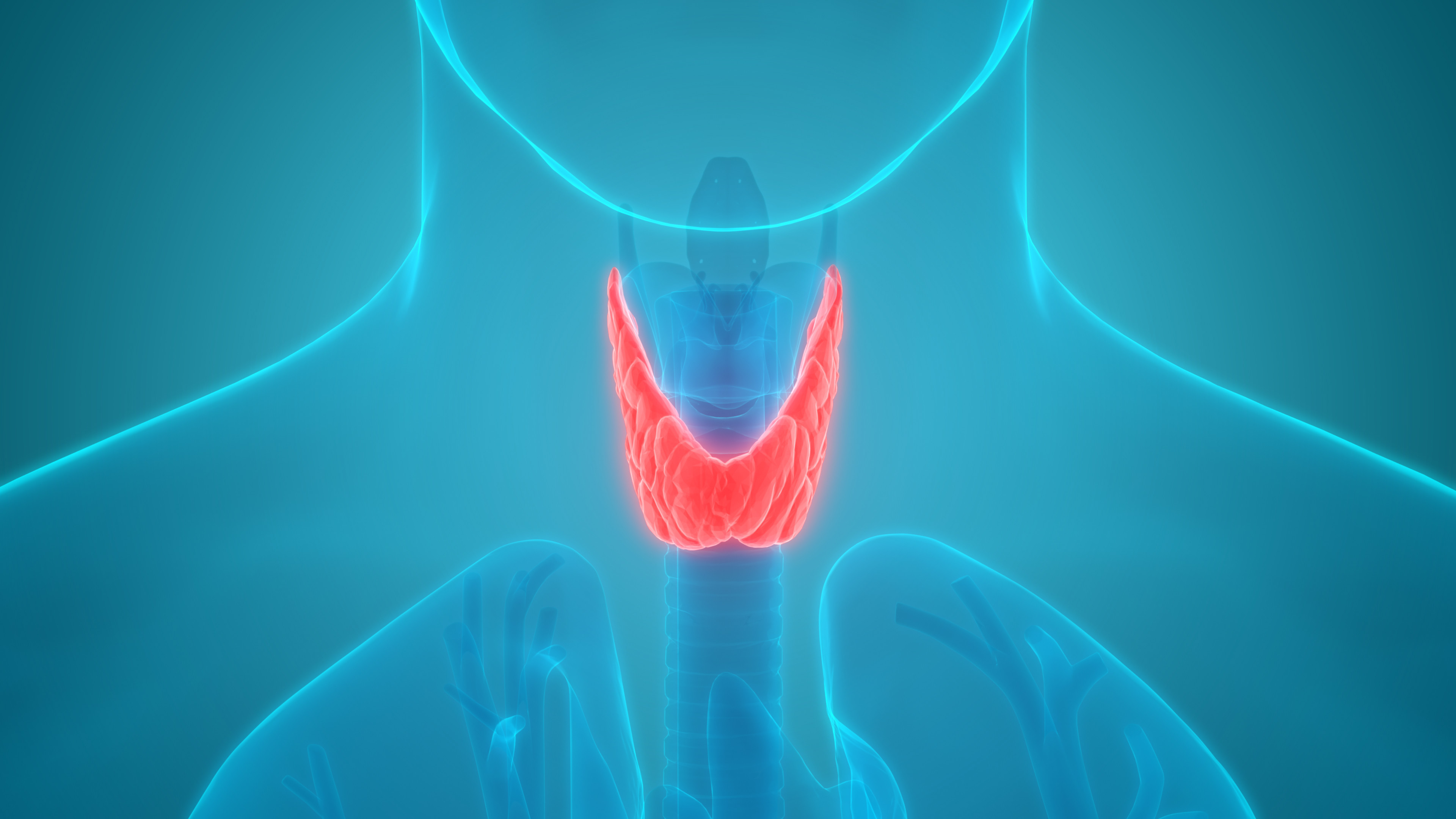 3D Illustration of Human Body Glands Anatomy (Thyroid Gland) Anterior View