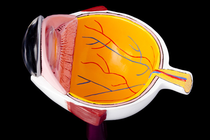 Une coupe transversale d'un modèle anatomique de l'œil sur un fond noir ;  le dôme en plastique transparent de la cornée apparaît sur la gauche 