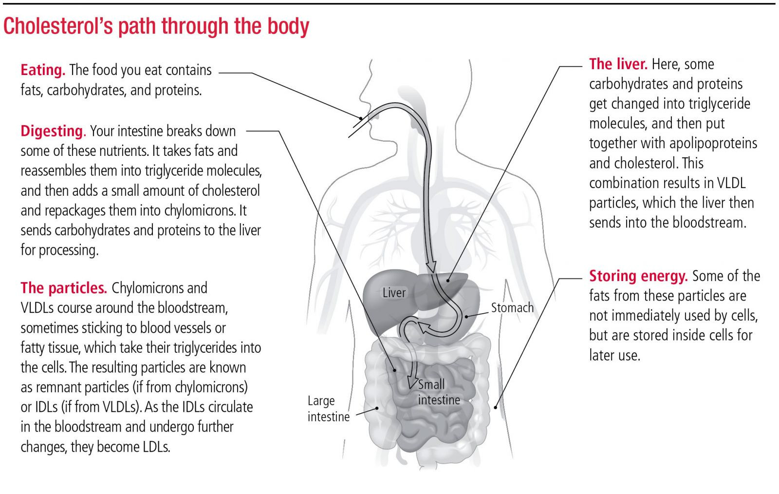 How it's made: Cholesterol production in your body - Harvard Health