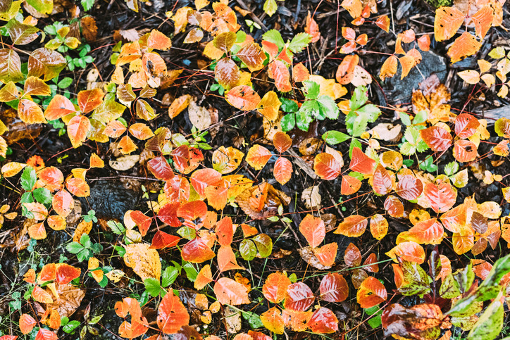 Colorful yellow, orange, and green leaves of poison ivy in the fall