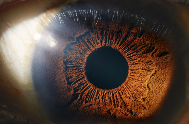 ภาพระยะใกล้ของดวงตาสีน้ำตาล รูม่านตาสีดำตรงกลาง ไอริชมีสีน้ำตาลหลายเฉด ตาขาวมีเส้นเลือดเล็กๆ