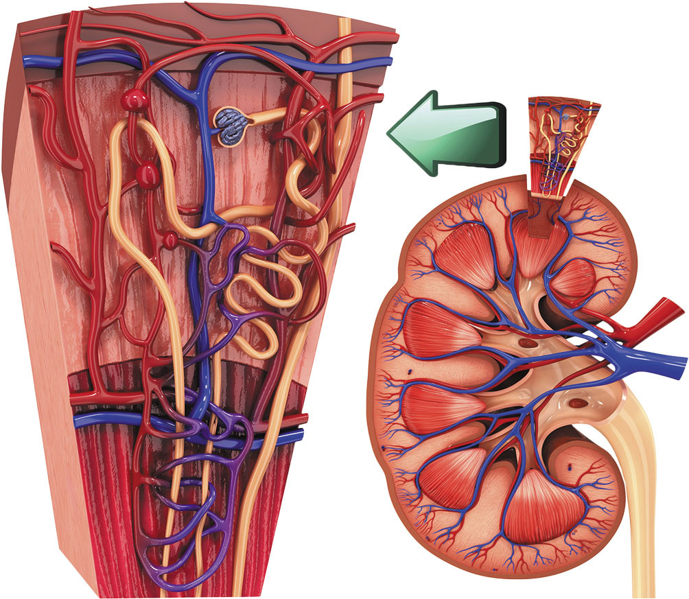 illustration of a kidney showing how blood is routed through it