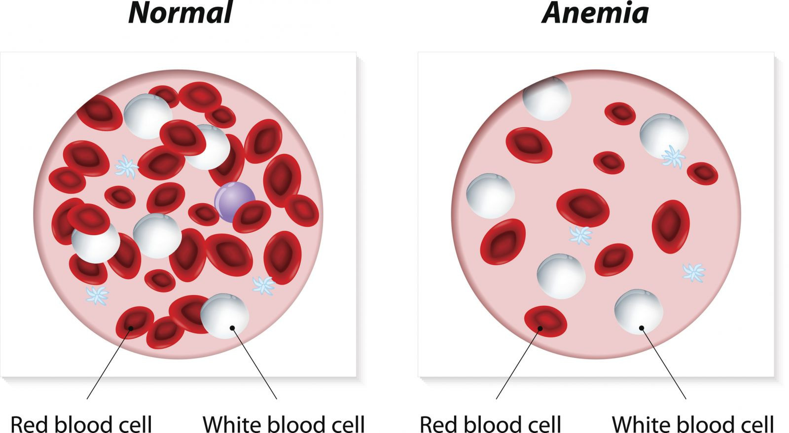 red blood cells and white blood cells