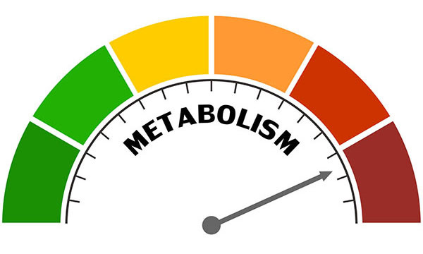 A graphic of a metabolism meter, the meter goes from green to red, and the arrow is pointing to the red zone