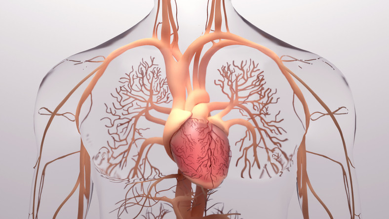 3-D image of the heart and blood vessels branching out to the brain and different parts of the body; only a portion of the neck and upper chest are shown