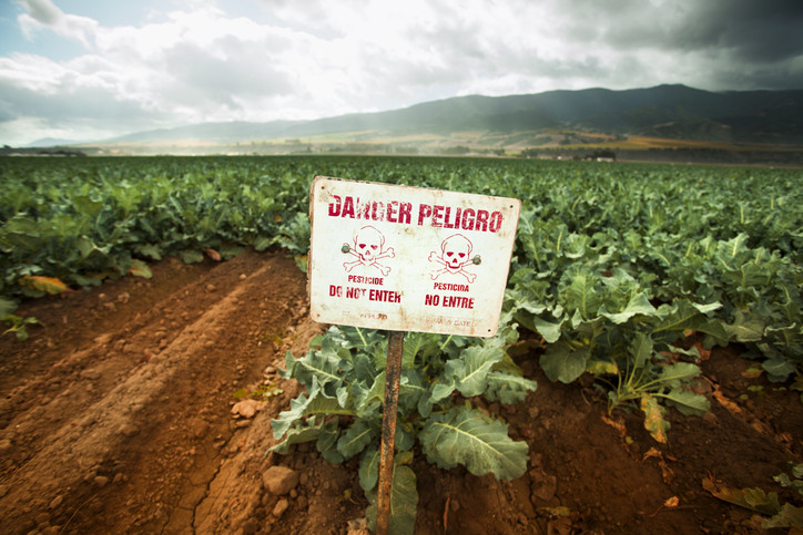 A sign that reads "Danger Peligro," in a field of a vegetable crop