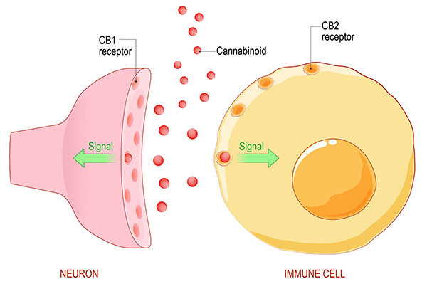 Graphic illustrating the endocannabinoid system involving a neuron and immune cell