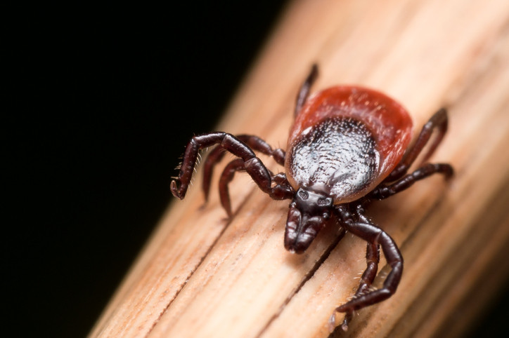 A black-legged tick on the tip of a pencil