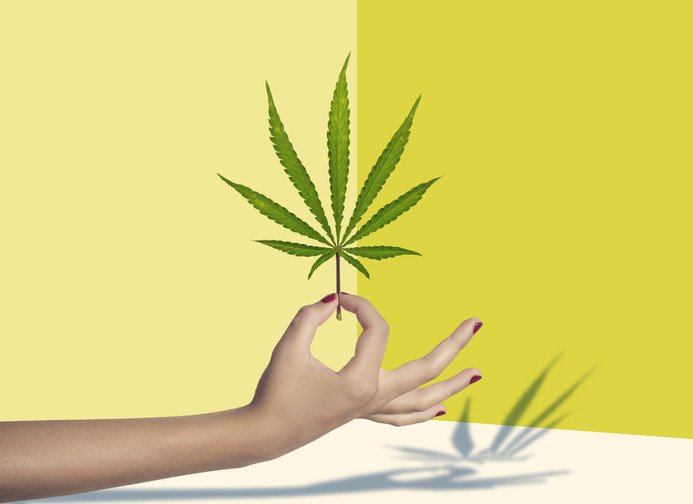 A woman's arm and hand with red-polished nails holding up a green marijuana leaf; background is different shades of yellow and a sharp shadow appears on a cream surface