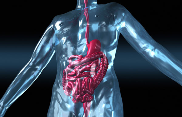 illustration of a human body in translucent blue on a black background, with the digestive system highlighted in red