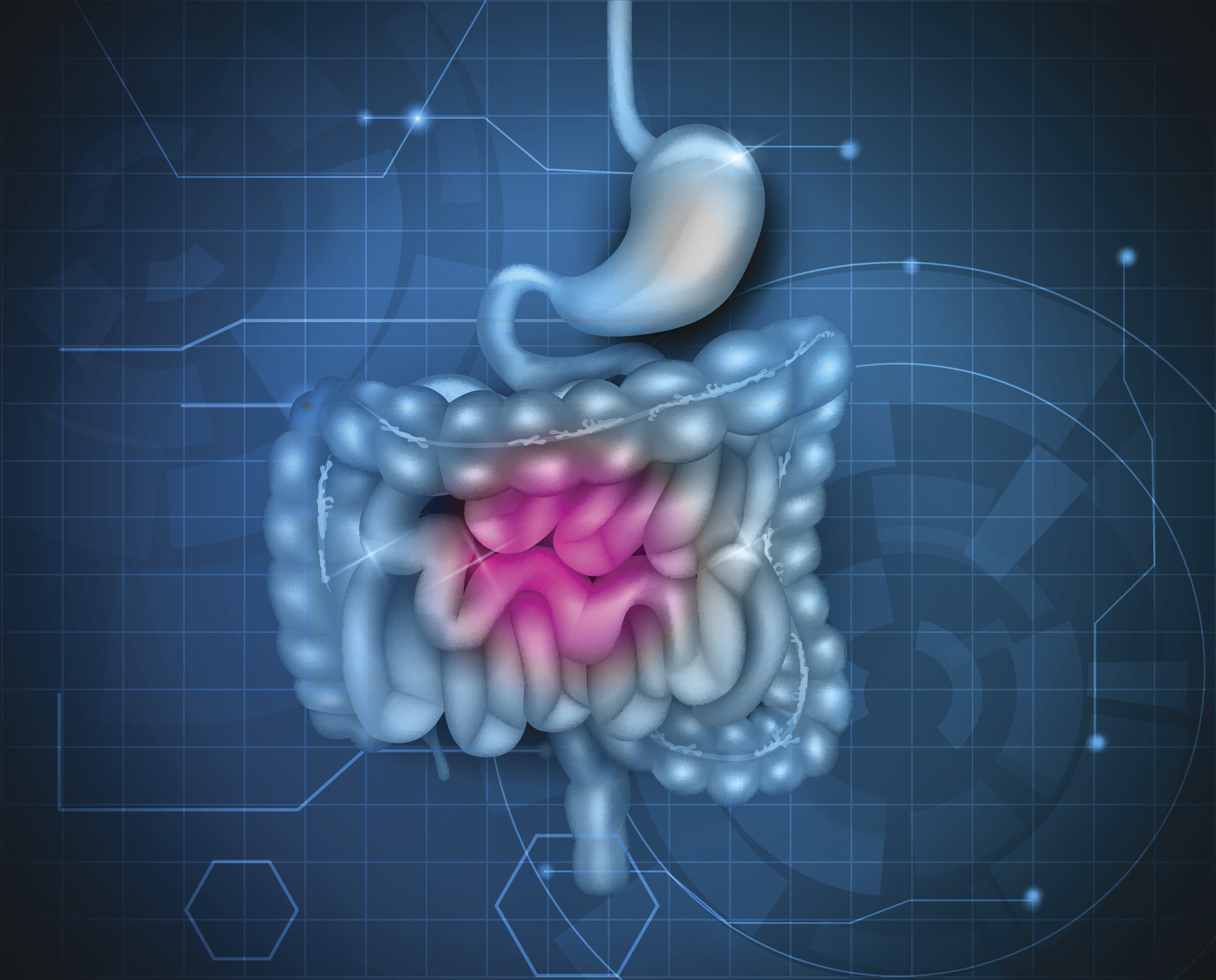 Graphic of the human stomach and intestines