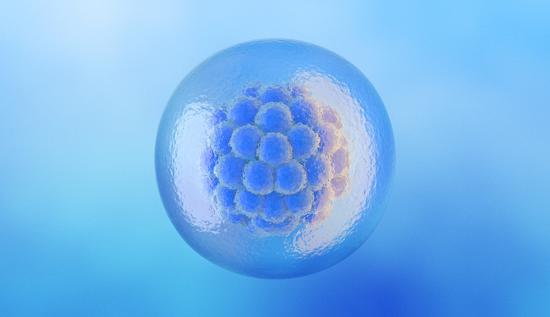 A graphic of a single embryonic cell