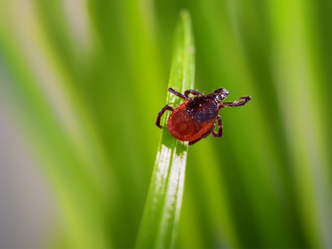 A red and black adult deer tick climbing a blade of green grass with blurred grass in the background.