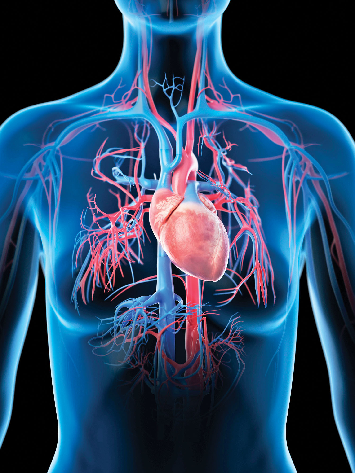 photo-illustration of a woman's torso showing a transparent body in blue and the heart and arteries in red, all on a black background