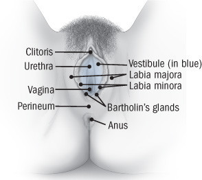 anatomy of the vulva