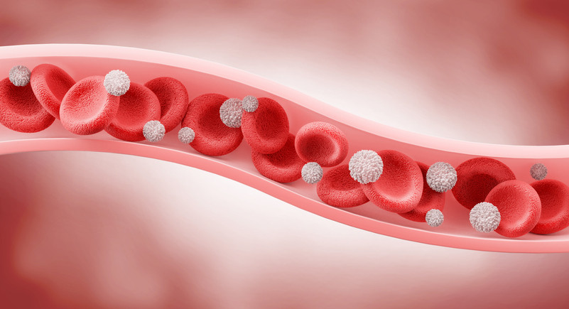 3-D illustration of cross-section of a vein carrying red blood cells and white blood cells; background is blurred pink and white