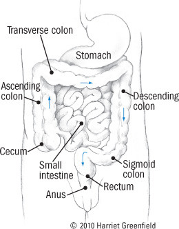 illustration of the colon