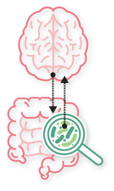 illustration showing simplistic renderings of the brain and intestine with arrows in both directions between them, representing the interaction between the brain and digestive system
