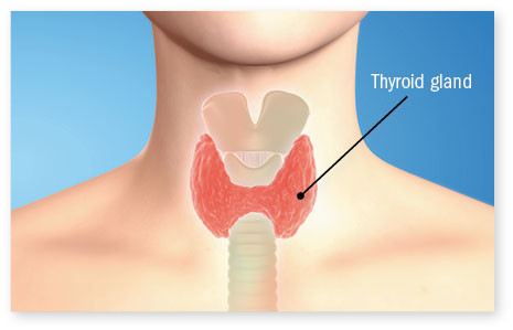 anatomical illustration of a person's neck highlighting the thyroid gland