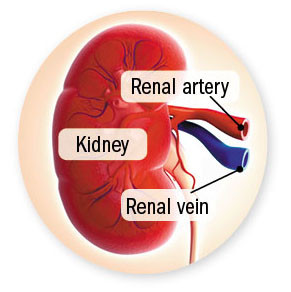 illustration of a kidney highlighting the renal artery and renal vein