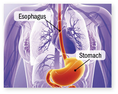 anatomical illustration highlighting the esophagus and stomach