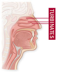 anatomical illustration showing location of nasal passages called turbinates