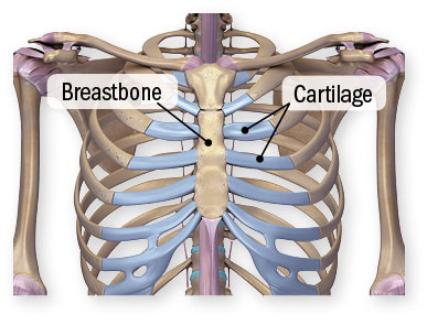 illustration of a human skeleton highlighing the breastbone and cartilage