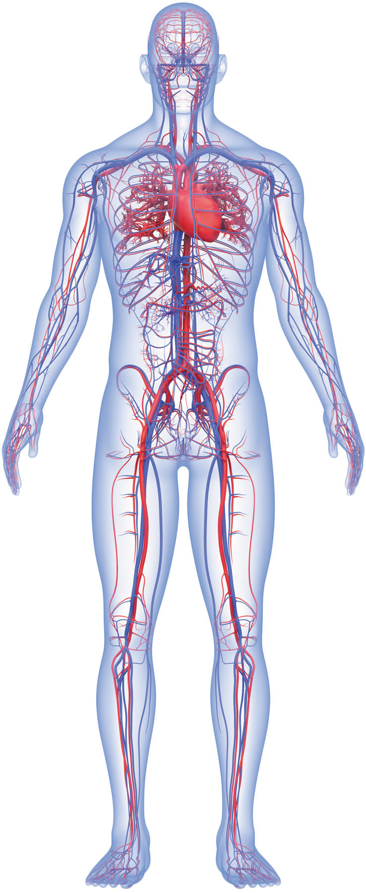 illustration of the human body's circulatory system