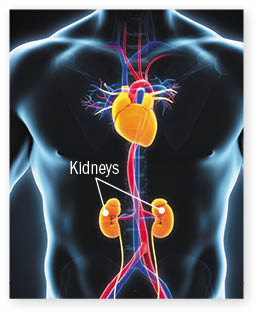 translucent illustration of a human torso showing the heart, kidneys, and the arteries and veins that connect them