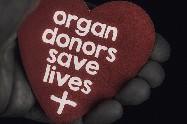 photo illustration of a heart shape in dark red with the words organ donors save lives on it in white