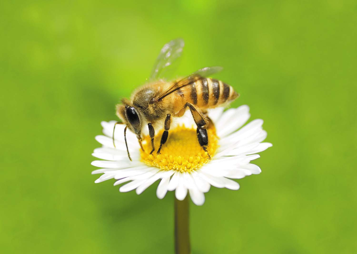 close-up photo of a honeybee on a daisy