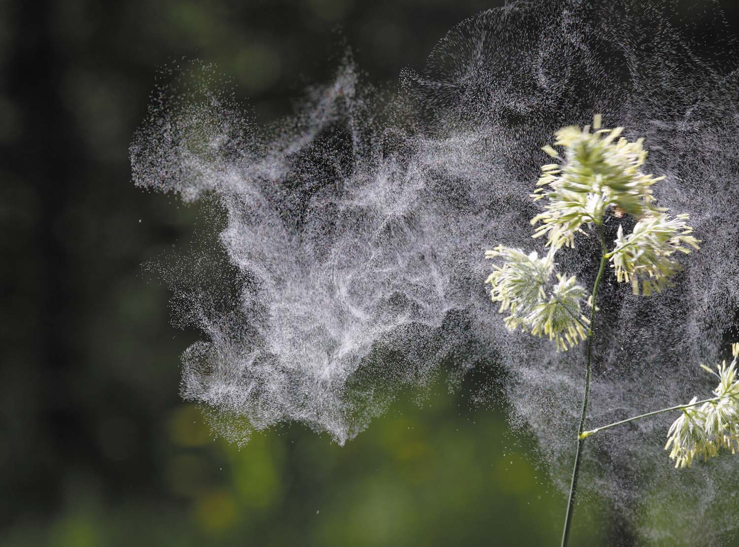 photo of pollen dust being released into the air from grass