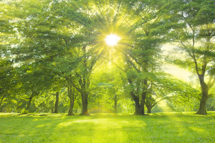 Green, leafy trees with brown trunks in a park and rays of golden sunlight pouring down through the leaves