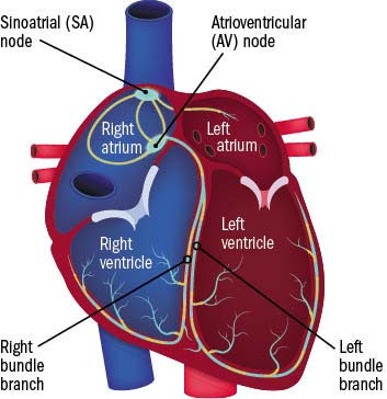 illustration of a heart showing the left side in red and the right side in blue, with callouts indicating the atria and ventricles as well as the sinoatrial node and atrioventricular node and left and right bundle branches