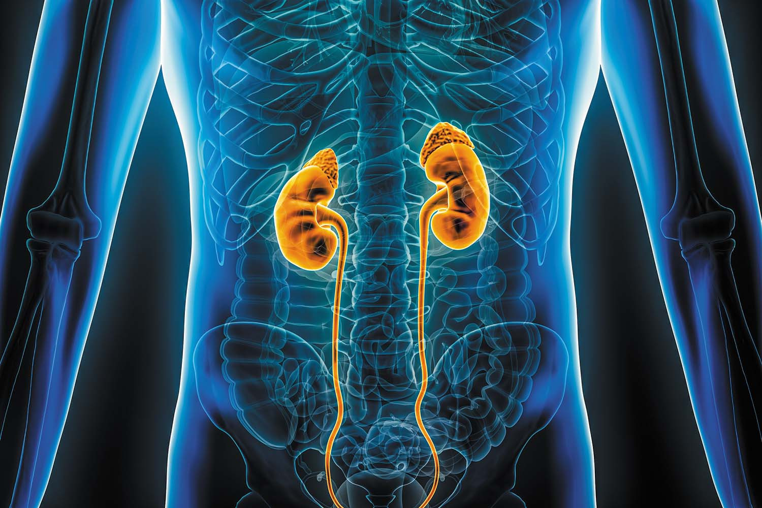 x-ray based illustration showing a translucent body in blue against a black background with the kidneys highlighted in orange