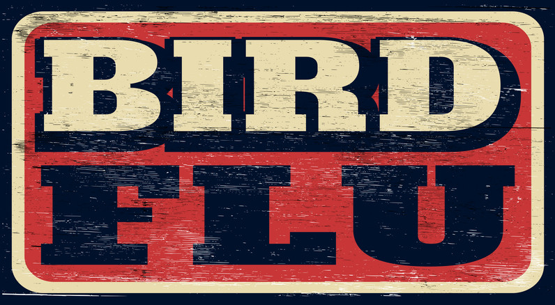 Un panneau patiné avec un fond rouge et de grandes lettres blanches et noires indiquant la grippe aviaire