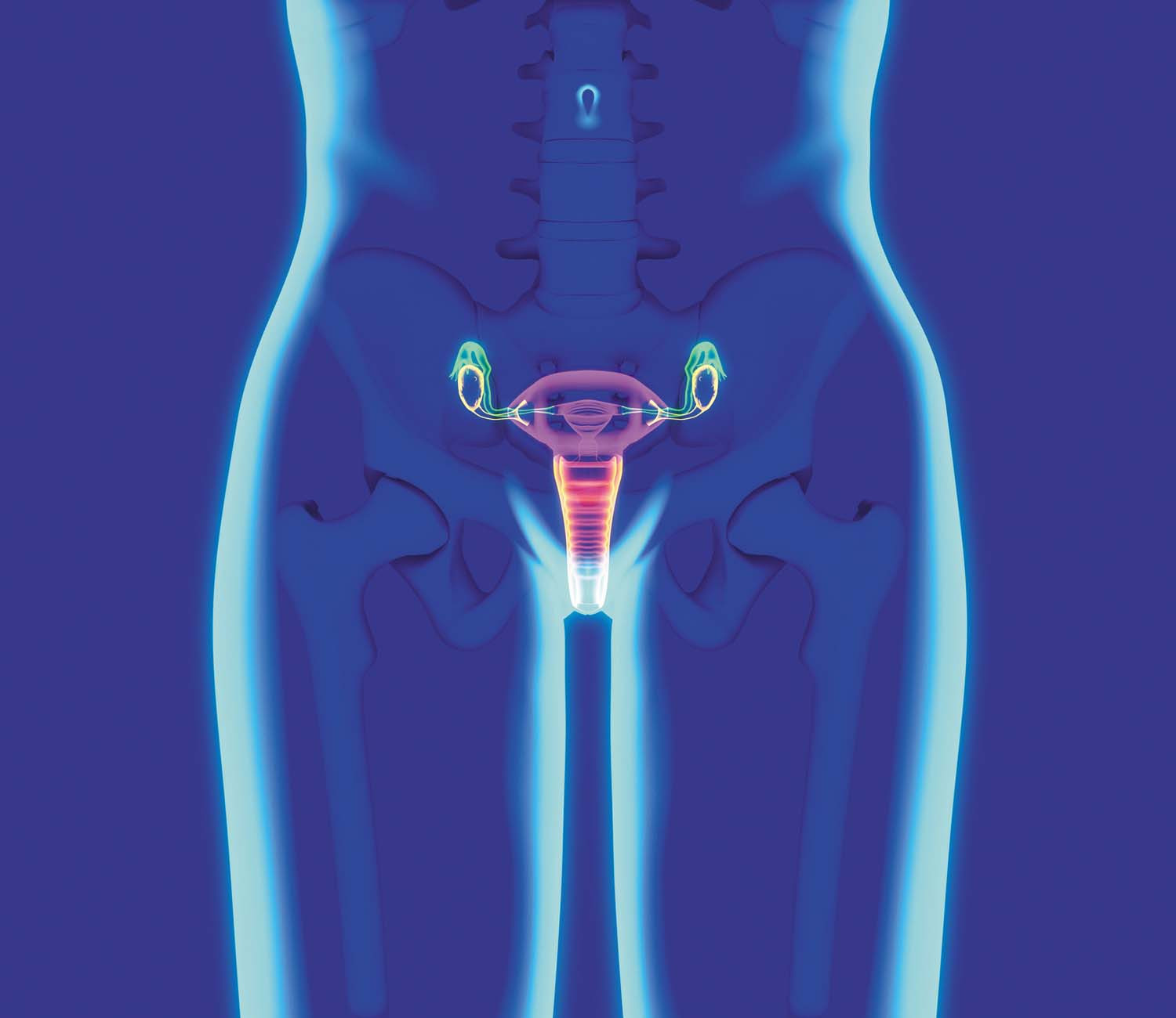 translucent illustration of a female body highlighting the reproductive organs