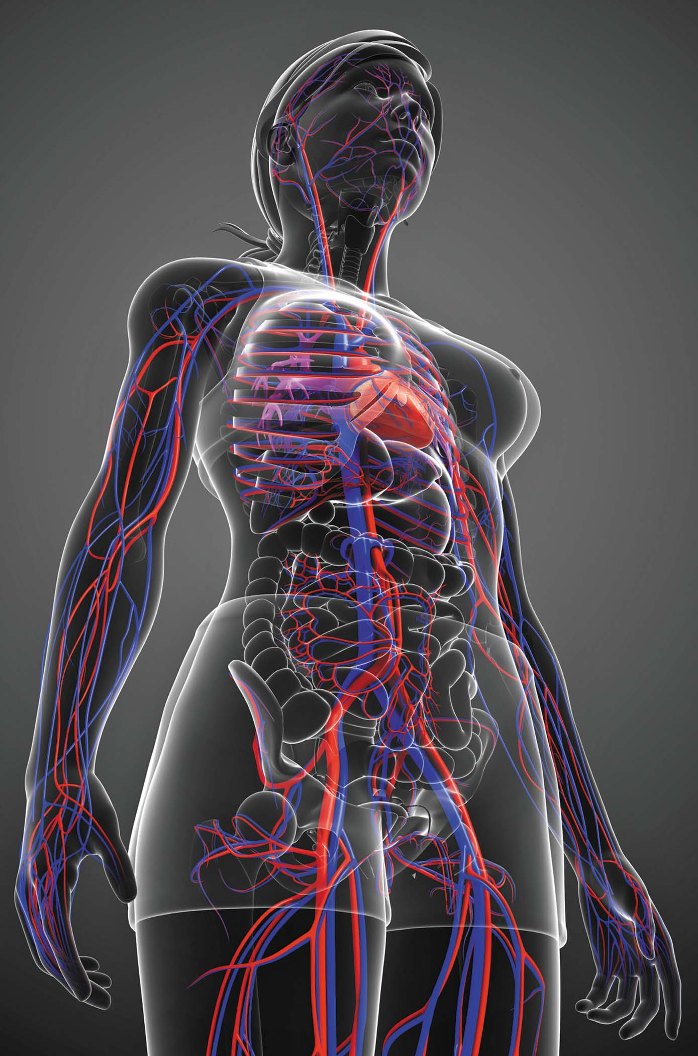 illustration of a translucent female body with the circulatory system highlighted in red and blue, with a glowing heart at the center of the chest