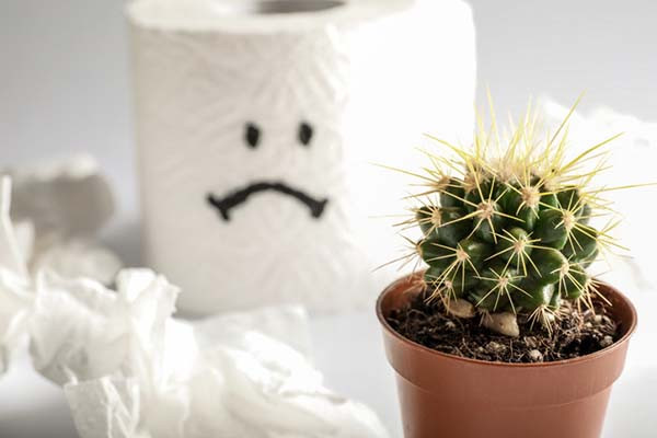 photo of a spiky cactus plant in a pot on a counter; behind it, somewhat out of focus, is a roll of toilet paper with a sad face drawn on it in black marker, and there are wadded up clusters of tissue scattered around